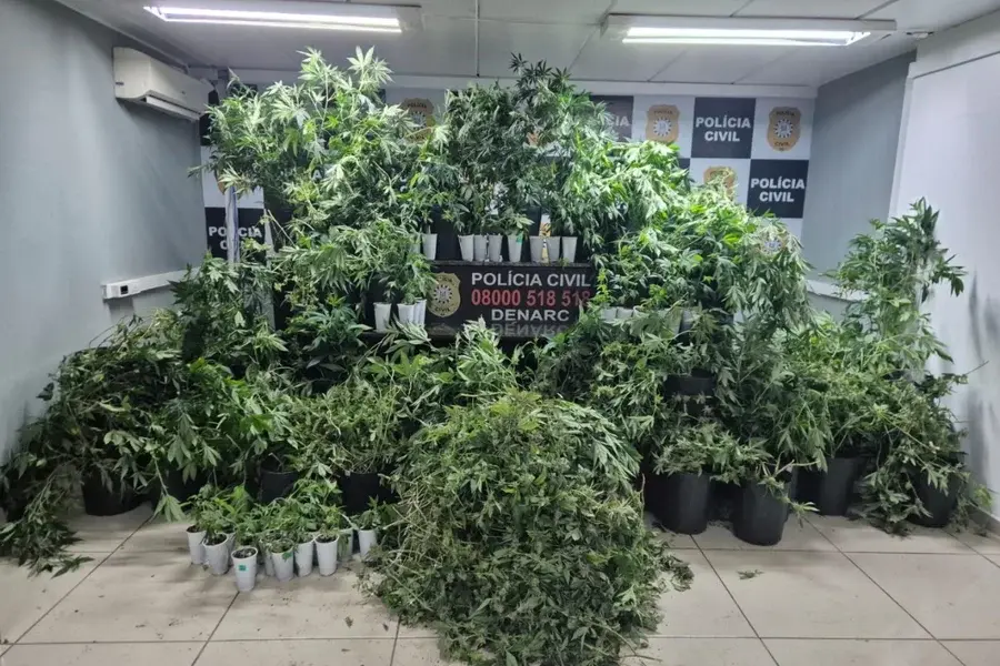 PCRS encontra estufa com 88 pés de maconha em residência de Porto Alegre