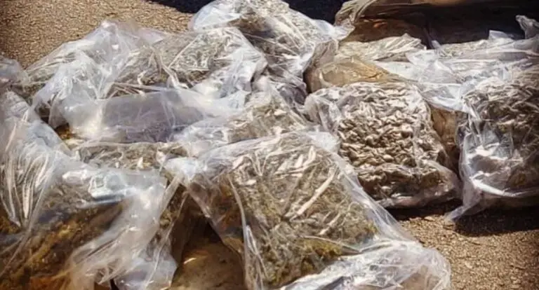  PF apreende cerca de 40 kg de skunk em operação na fronteira de Guajará-Mirim 
