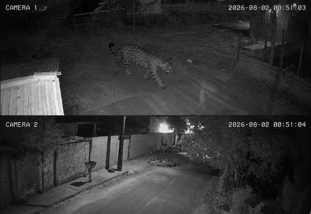 CUIDADO: Onça-pintada é flagrada em bairro de Candeias
