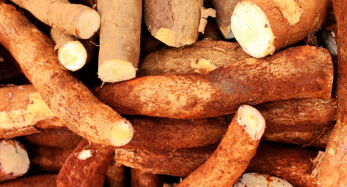 Mandioca em Rondônia tem bônus de 12,01% no Pronaf por queda no preço de mercado