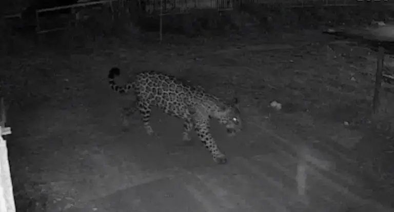  Onça-pintada é flagrada circulando em Rondônia 