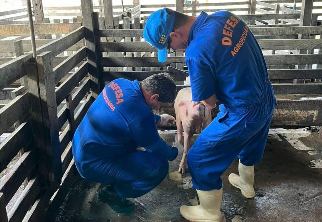Com rebanho de 197 mil suínos, Rondônia reforça vigilância zoosanitária para ampliar mercados