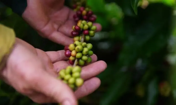 Cláudia de Jesus destina R$ 180 mil para fortalecer a cafeicultura em Vale do Anari