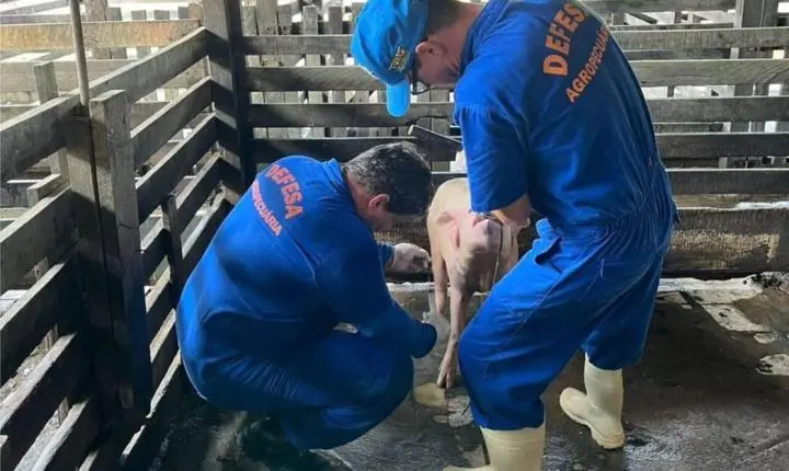 Com rebanho de 197 mil suínos, Rondônia reforça vigilância zoossanitária para ampliar mercados