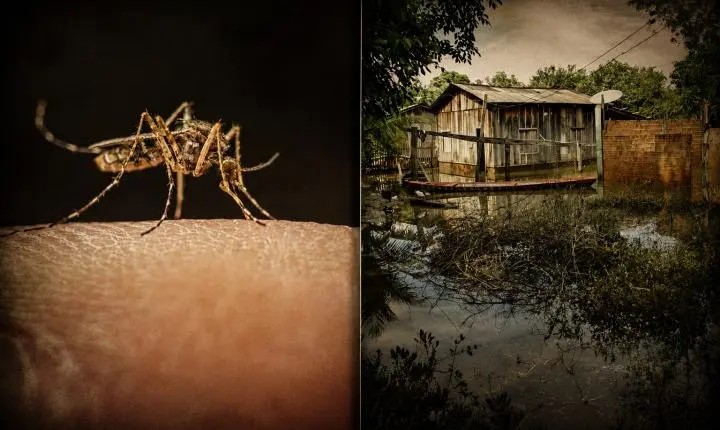 COMBATE À DOENÇA – Descoberta científica pode fortalecer luta contra a malária em Rondônia