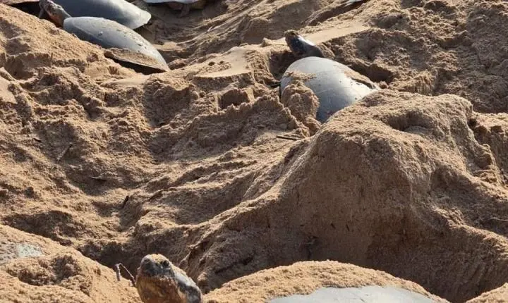 Conservação da biodiversidade é intensificada no Parque Corumbiara com monitoramento da tartaruga-da-Amazônia