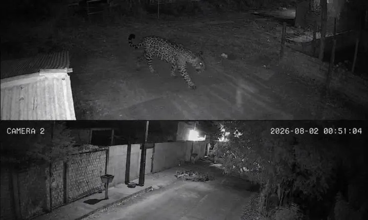 CUIDADO: Onça-pintada é flagrada em bairro de Candeias