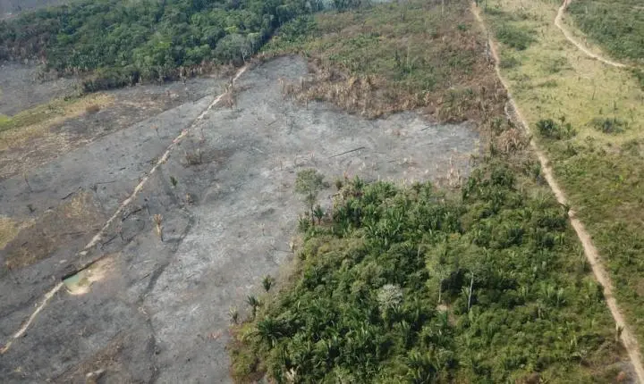 DADOS DO INPE – Desmatamento em Rondônia cai 41% e registra menor volume de alertas da década na Amazônia