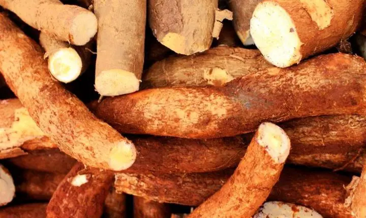 Mandioca em Rondônia tem bônus de 12,01% no Pronaf por queda no preço de mercado