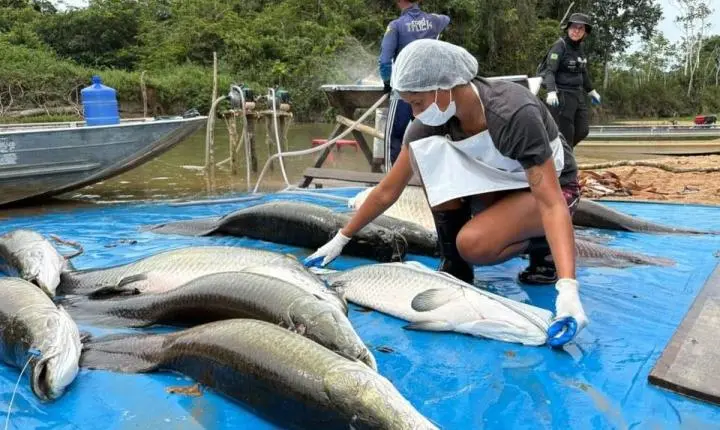 Manejo do pirarucu invasor na Resex Rio Cautário captura 361 exemplares e assegura renda para comunitários