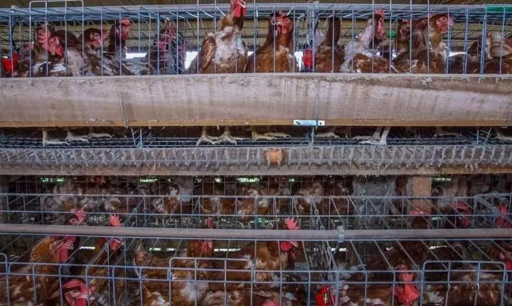 Medidas de biosseguridade alerta produtores para a prevenção da doença de Newcastle