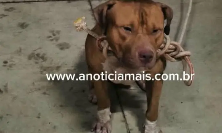 Pit bull solto assusta moradores e é capturado em Jaru