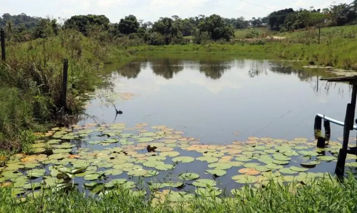 Regeneração natural recupera áreas protegidas e valoriza a cafeicultura em Cacoal