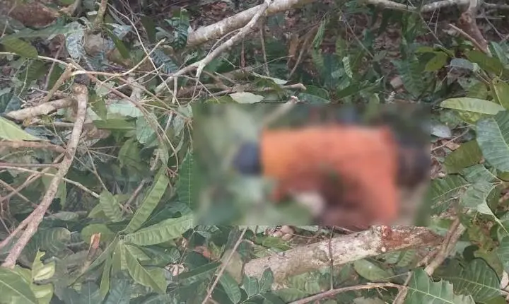Trabalhador morre atingido por tronco no decorrer de atividade de manejo florestal em área rural